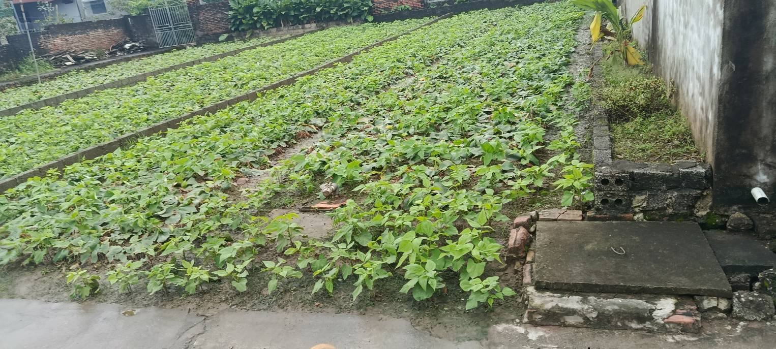 Đất nền Đức Nhuận, Khoái Châu 125m² giá 2,8 tỷ - Đầu tư sinh lời ổn định!