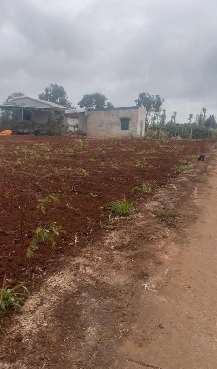 Đất nền xã Ea Drong, Buôn Hồ, Đắk Lắk 6.804m² giá 3.999 tỷ - Sổ hồng chính chủ!