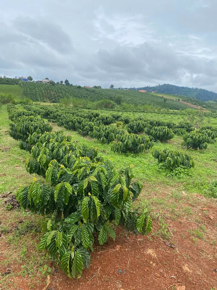 Đất 2 sào Đan Phượng 720m² giá 1.48 tỷ - Gần trung tâm, vị trí đẹp!