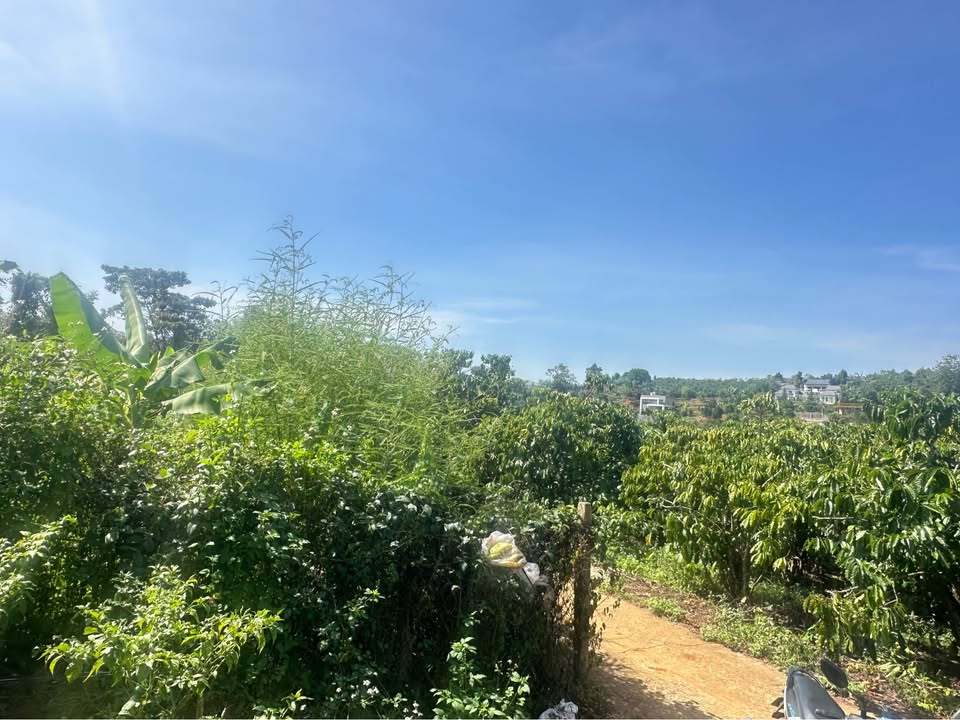 Đất nền 466m² tại Trịnh Hoài Đức, Bảo Lộc - Giá chỉ 1.25 tỷ, cơ hội đầu tư tuyệt vời!