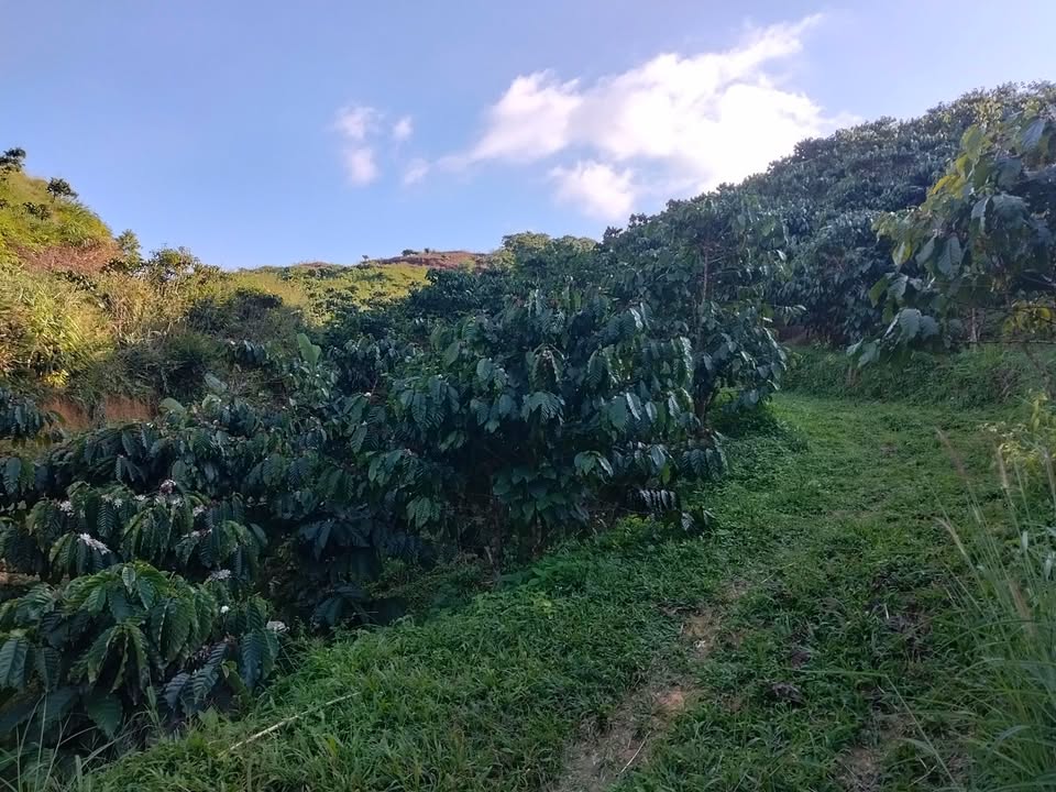 Đất nông nghiệp Đại Lào Bảo Lộc 18.000m² giá 1,65 tỷ - Tiềm năng phát triển lớn!