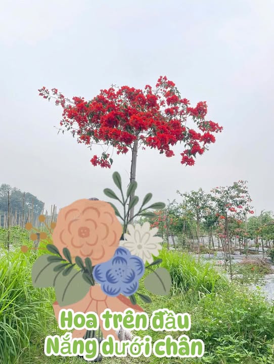 Đất nền chính chủ tại Thị trấn Phù Mỹ, Bình Định, 82m² giá chỉ 360 triệu - Đầu tư ngay!