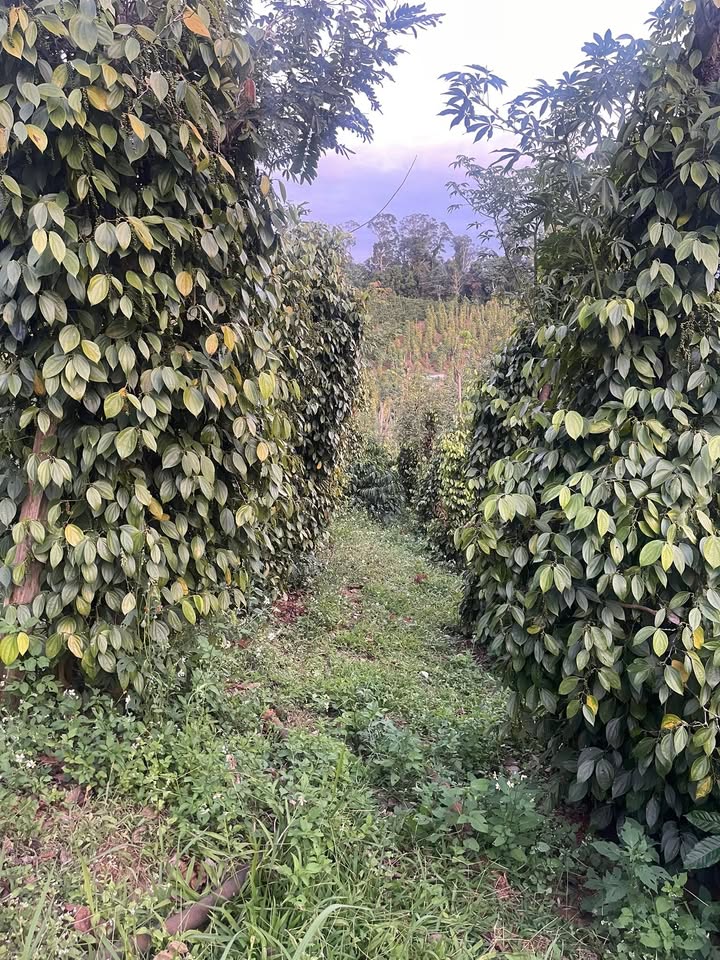 Đất thổ cư Trường Xuân 25.000m² giá 2.6 tỷ - Cơ hội đầu tư tuyệt vời!