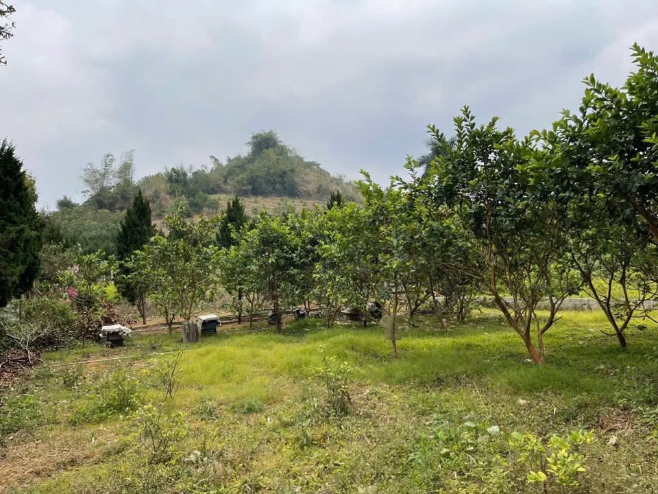 Đất nền chính chủ Thu Phong, Cao Phong, Hòa Bình 570m² - Tiềm năng đầu tư lớn!