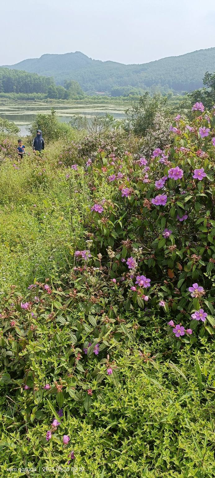 Cho thuê vườn rộng 4ha tại xã Đức Đồng, huyện Đức Thọ - Tiềm năng phát triển homestay!