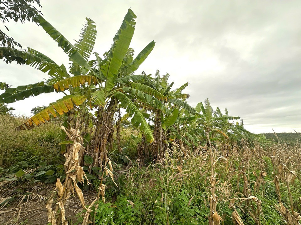 Đất nền tại Ea Kiết, Cư M'gar, Đắk Lắk - Diện tích 36,000m² chỉ 850 triệu!