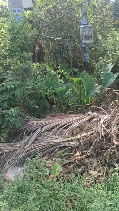 Đất thổ cư 880m² mặt tiền TL 823 Hòa Khánh Tây giá 12 tỷ - Cơ hội đầu tư hấp dẫn!