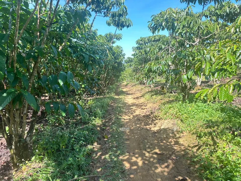 Đất 1.5 sào hẻm Phan Huy Ích, Lộc Châu Bảo Lộc 1.1 tỷ - Đường ô tô vào tận nơi!