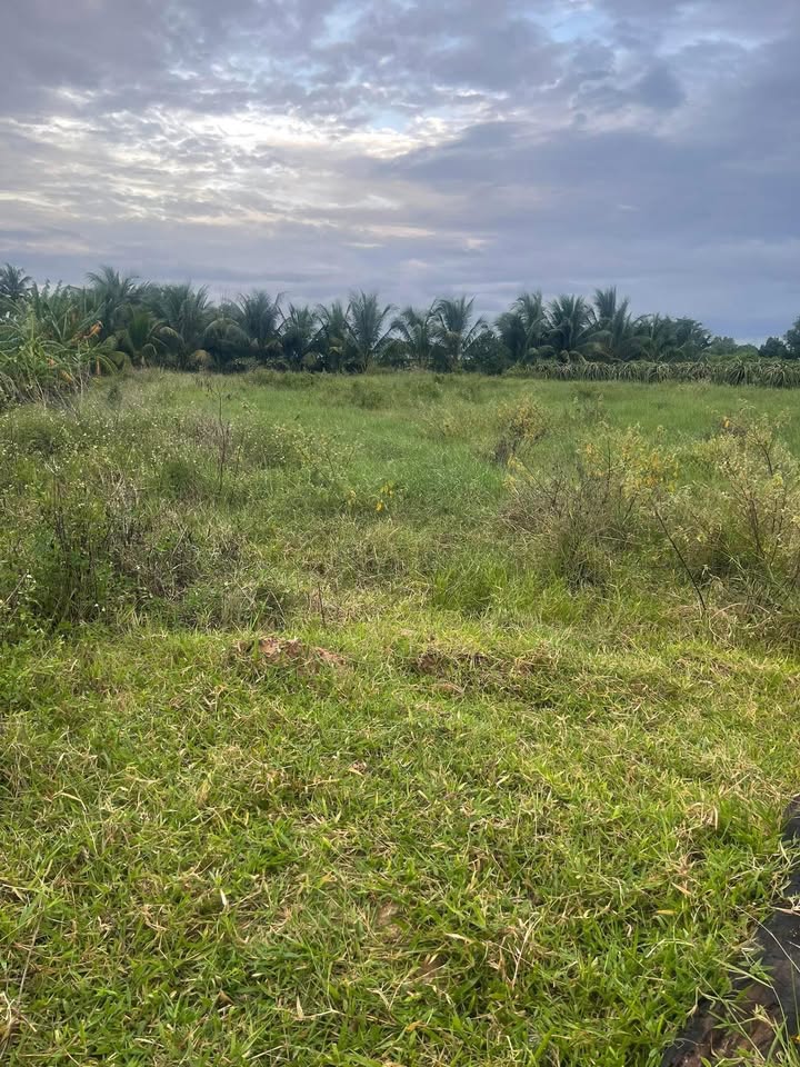 Đất cây trồng lâu năm Phú Nhang, Hàm Thuận Bắc 8000m² giá 1 tỷ - Pháp lý rõ ràng!