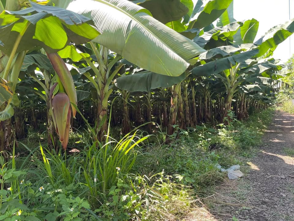 Đất nền xã Gia Kiệm, Thống Nhất, Đồng Nai 10.000m² giá 10.8 tỷ - Đầu tư sinh lời tốt!