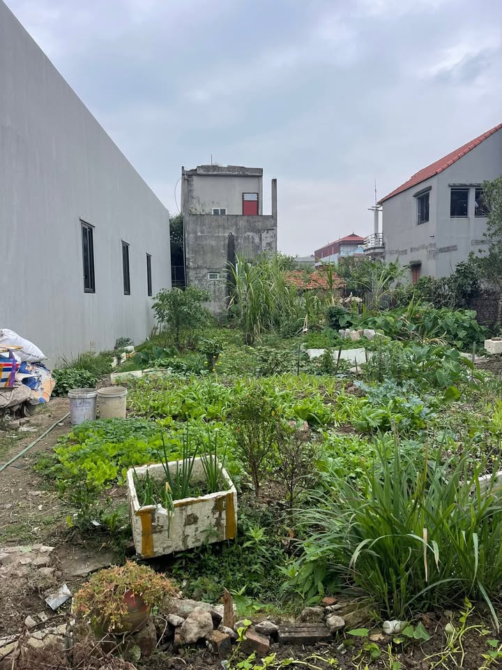 Lô đất Tân Trường, Cẩm Giàng 141m² giá 2 tỷ - Vị trí đắc địa gần khu công nghiệp