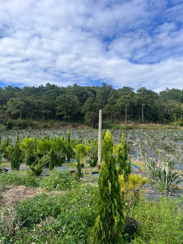 Đất thổ cư Thạnh Mỹ Đơn Dương 340m² - Sổ đỏ chính chủ, giá thỏa thuận!