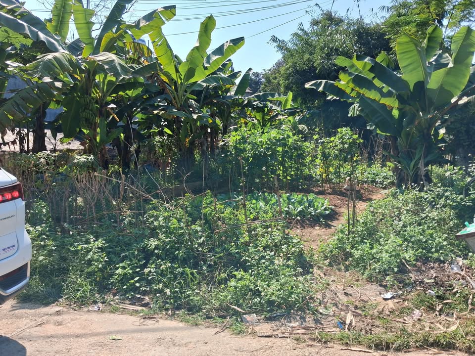 Đất thổ cư Phong Châu 110m² giá 1.9 tỷ - Mặt tiền 5m, ô tô vào tận nơi!