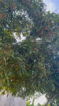 Đất trang trại La Bằng 7000m² giá 2 tỷ - Cơ hội đầu tư hấp dẫn!