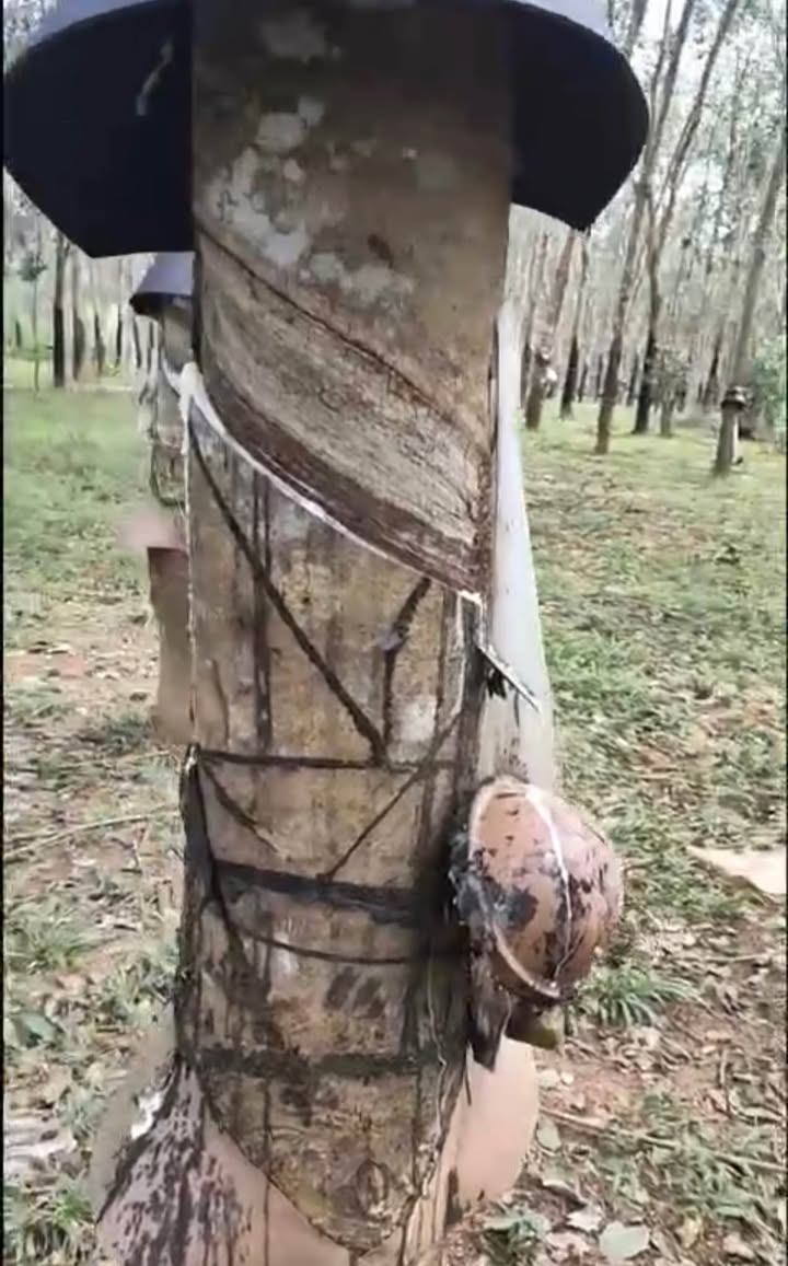 Rẫy cao su Pô Kô Đắk Tô 20.400m² giá 1.8 tỷ - Đầu tư sinh lời hấp dẫn!