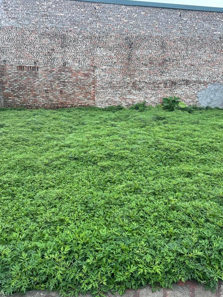 Đất nền Sen Hồ, Lệ Chi, Gia Lâm 44.3m² giá 2 tỷ - Cơ hội vàng cho nhà đầu tư!