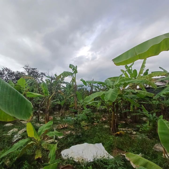 Đất thổ cư Suối Hiệp 1345m² giá 1.748 tỷ - Cơ hội đầu tư tuyệt vời!