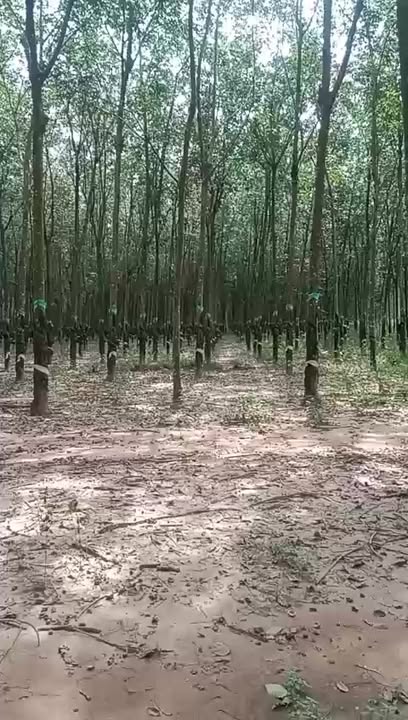 Đất nông nghiệp 14ha tại xã Thạnh Tây, Tân Biên, Tây Ninh - Mặt tiền đường lớn, giá thỏa thuận!