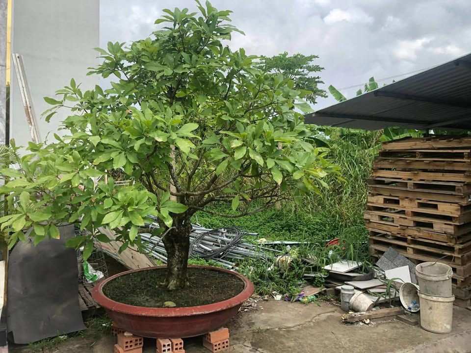 Đất nền liền kề đường số 2, phường 3, Tân An, Long An - Sẵn sàng đầu tư chỉ 2 tỷ!