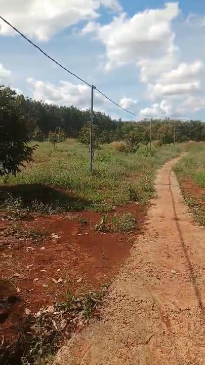 Farm sầu riêng Thái 20.000m² giá 4 tỷ - Hệ thống điện nước đầy đủ, gần chợ và trường học!