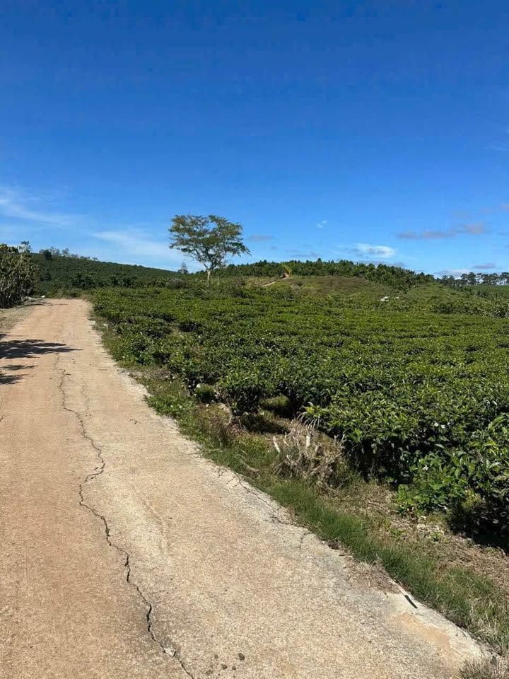 Đất thổ cư Lộc Ngãi Bảo Lâm 3039m² giá 1.273 tỷ - Cơ hội đầu tư hấp dẫn!