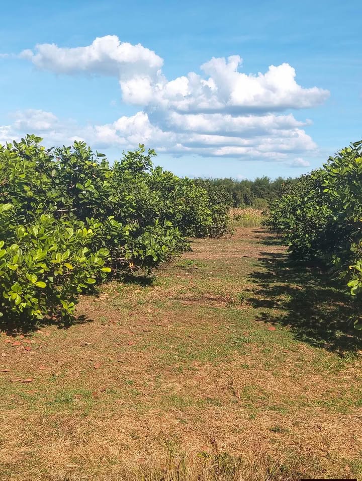 Đất Farm Sóc Bưng, Bình Long 12.000m² giá 1,9 tỷ - Sẵn sàng đầu tư!