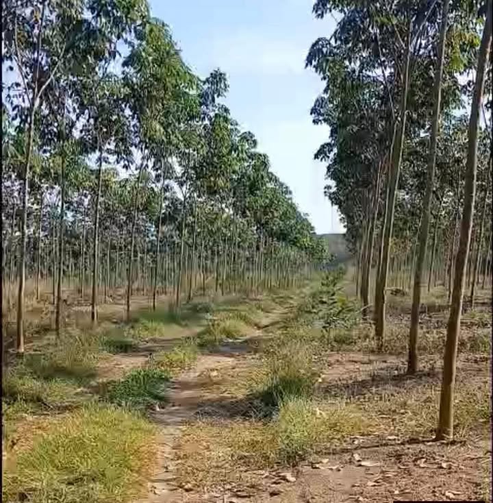 Đất nông nghiệp Tân Hòa Đồng Phú 3ha giá 2.5 tỷ - Tiềm năng sinh lời cao!