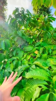 Farm Ea Nam, Đắk Lắk 18000m² giá 5.5 tỷ - Cơ hội đầu tư hấp dẫn!