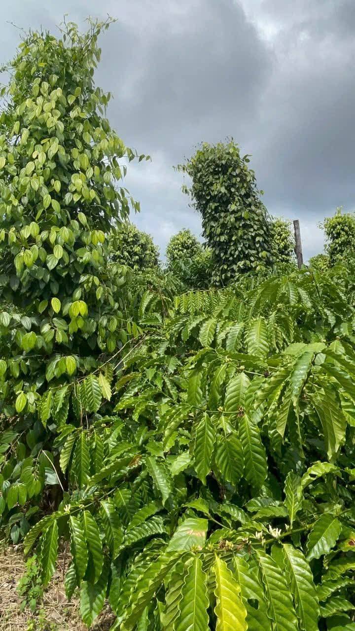 Đất nền thổ cư Trúc Sơn 1600m² giá 630 triệu - Cơ hội đầu tư lý tưởng!