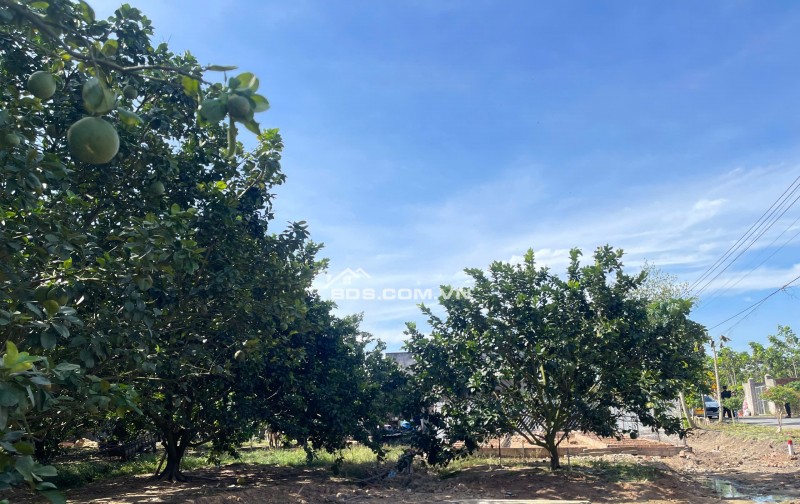 Đất vườn bưởi Trừ Văn Thố 5x50m giá chỉ 950 triệu - Cơ hội đầu tư tuyệt vời!