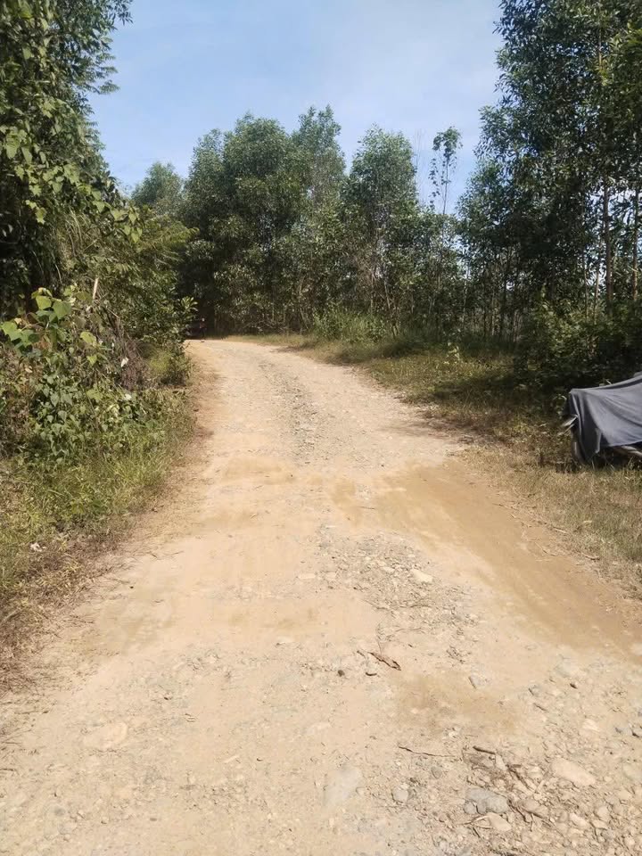 Đất rừng sản xuất Nam Khánh Vĩnh 17.000m² - Giá thỏa thuận, đường ô tô tới nơi!