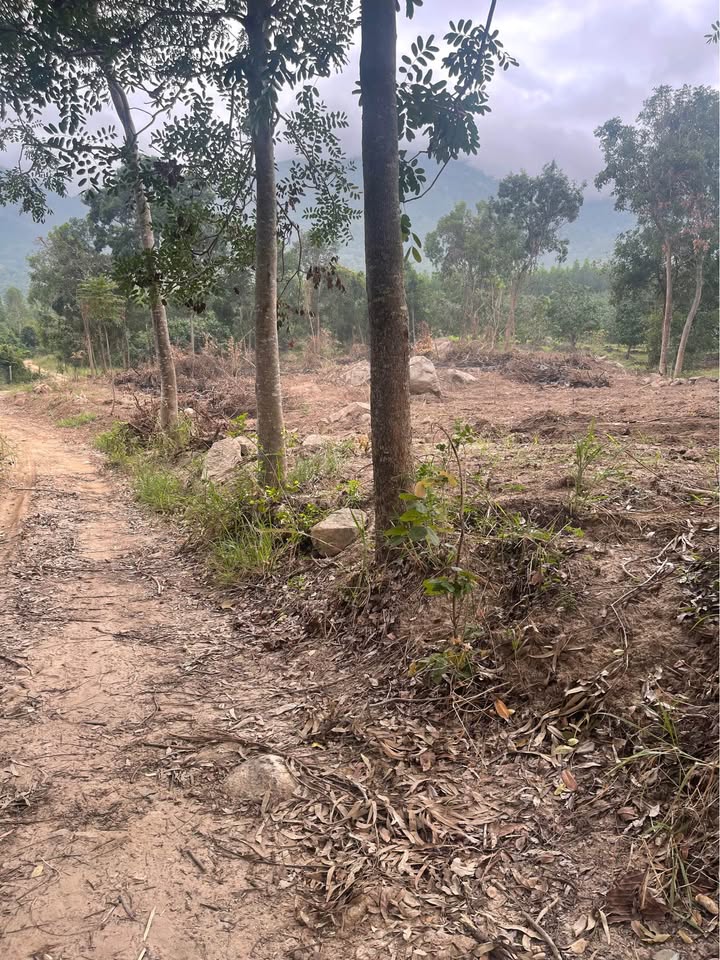 Đất nền Bắc Cam Ranh 1918m² - Cơ hội đầu tư hấp dẫn!