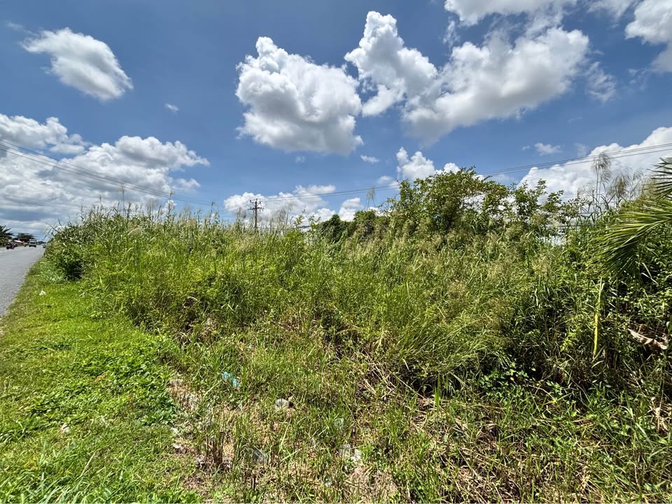 Bán đất mặt tiền QL 1A, Cái Nước, Cà Mau 3820m² - Hướng Đông, Sổ đỏ chính chủ!