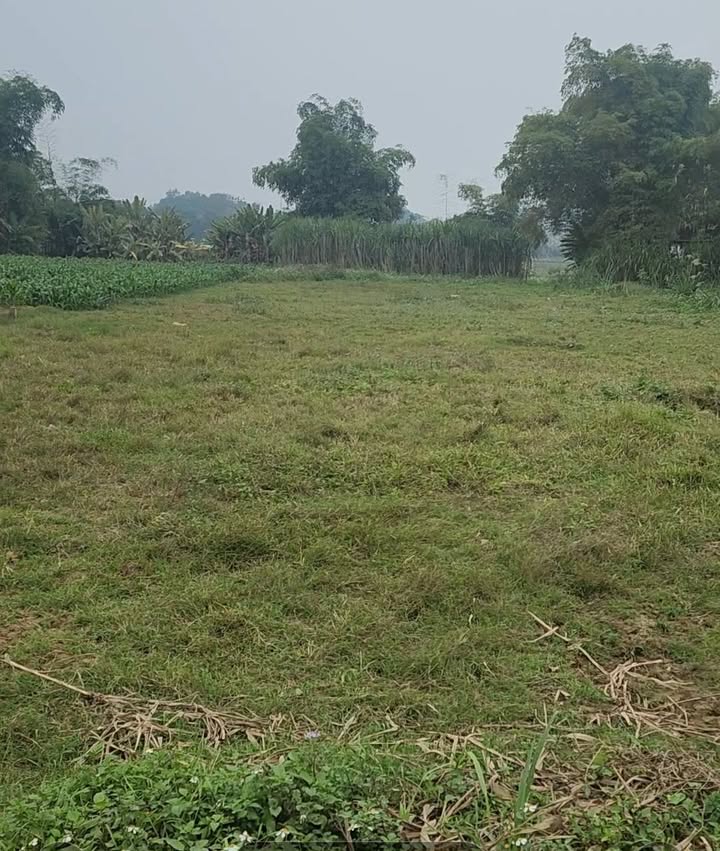 Đất trồng cây 2000m² tại phường Nông Tiến, Tuyên Quang chỉ 300 triệu - Cơ hội đầu tư hấp dẫn!