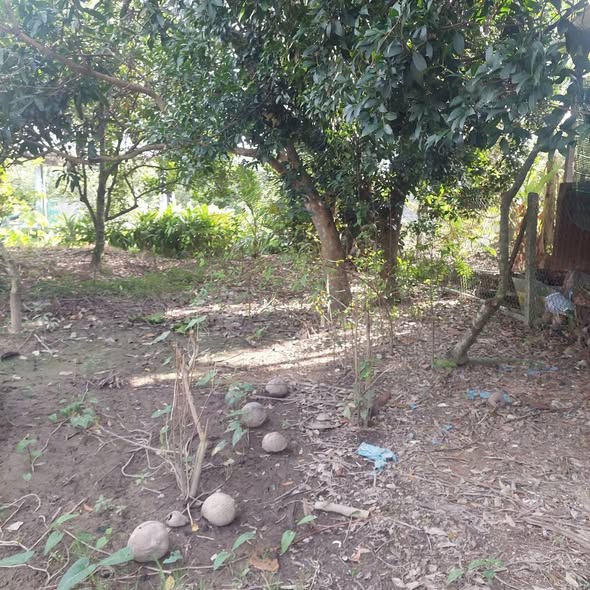 Đất mặt tiền Quốc lộ 57, xã Phú Phụng, 963m² - Giá chỉ 2.5 tỷ, đầu tư sinh lời!