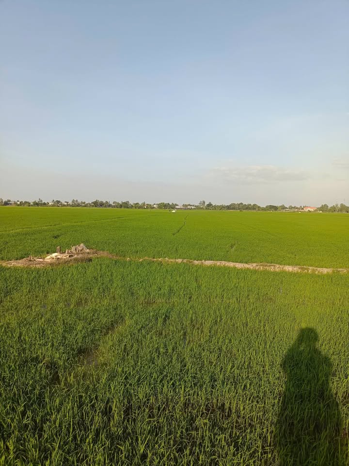 Đất nông nghiệp Phú Hữu An Giang 6964m² giá 591.4 triệu - Sổ hồng chính chủ, thương lượng trực tiếp!