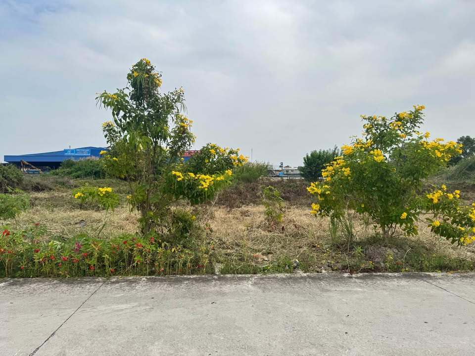 Đất thổ cư Lý Văn Lâm Cà Mau 3900m² giá 650 triệu - Mặt tiền sông đẹp