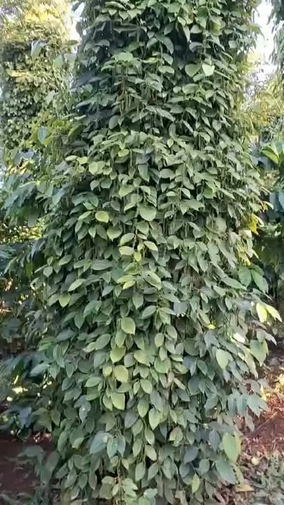 Đất Farm Đắk Sắk 16.200m² giá 2.5 tỷ - Cơ hội đầu tư sinh lời!