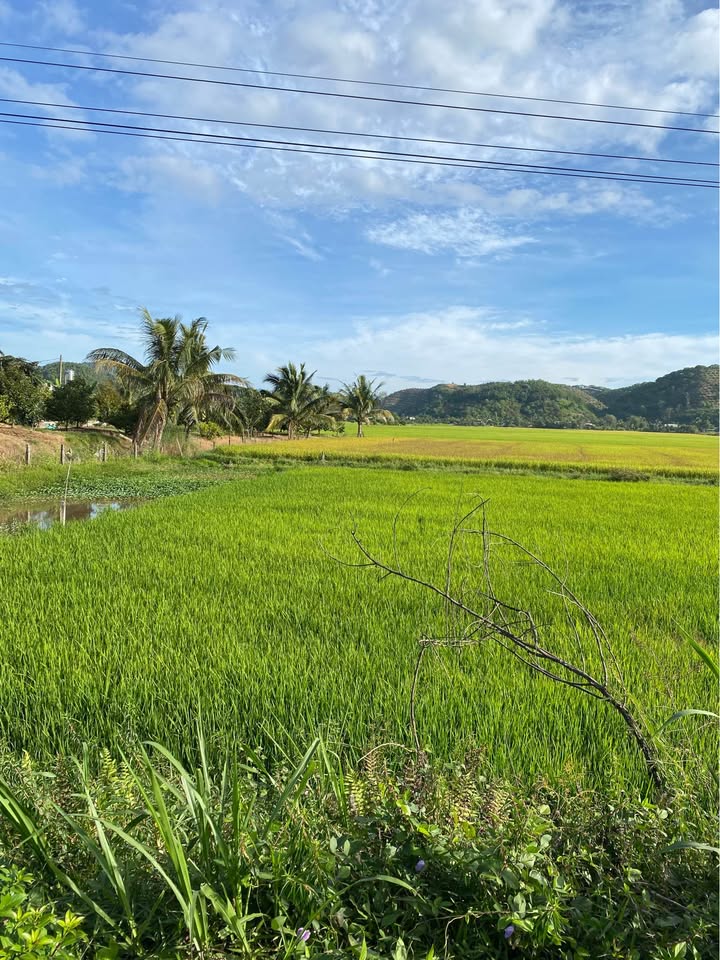 Đất nền Đạ Tẻh 960m² giá 920 triệu - Sổ đỏ chính chủ, gần trung tâm!