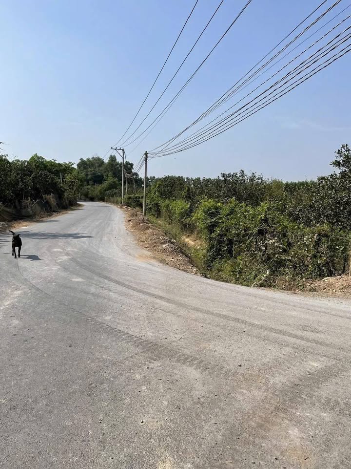 Bán đất quy hoạch SKC Thường Tân Bắc Tân Uyên 60.000m² - Đầu tư sinh lời ngay hôm nay!