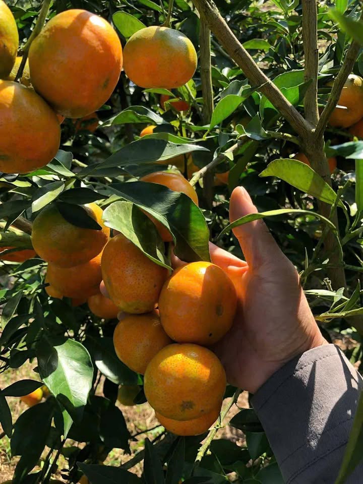 Lô đất 1ha Đinh Trang Hòa, Di Linh giá 1.98 tỷ - Sổ đỏ chính chủ, đường ô tô vào tận nơi!