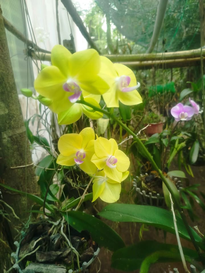 Đất vườn Dừa Lương Hòa 56.000m² giá 250 triệu - Sổ đỏ chính chủ, view sông mát mẻ!