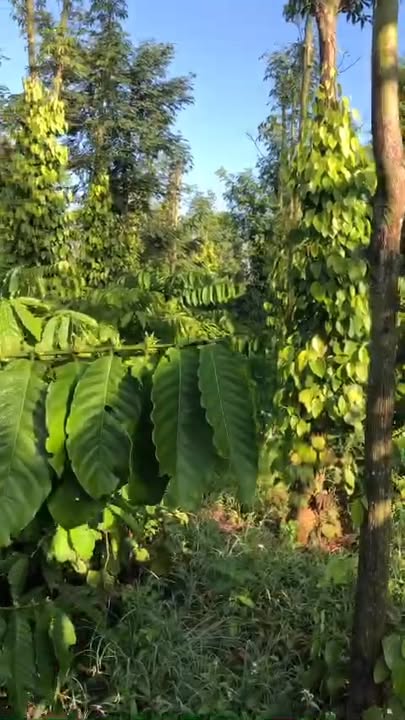 Đất rẫy 1 sào 6 m² xã Ea Ktur, Cư Kuin - Giá chỉ 750 triệu!