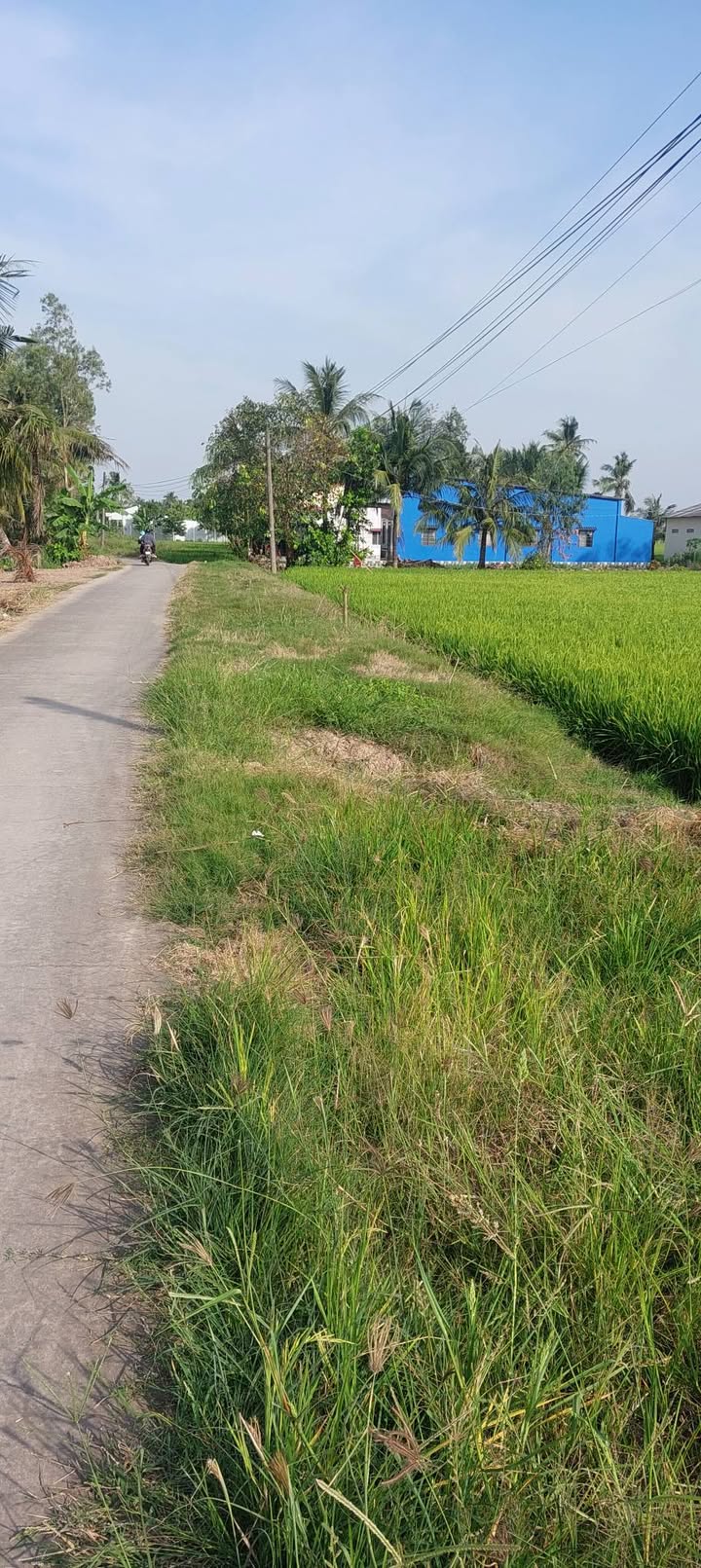 Đất nền 1800m² Trần Đề, Sóc Trăng - Mặt tiền 50m, Giá rẻ bất ngờ!