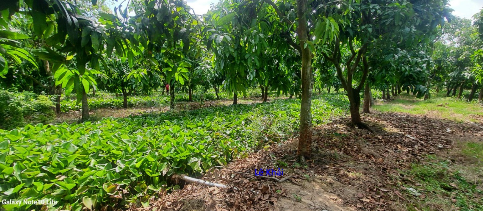 Bán vườn xoài cát Hòa Lộc 14.000m² - Đầu tư sinh lời tiềm năng!