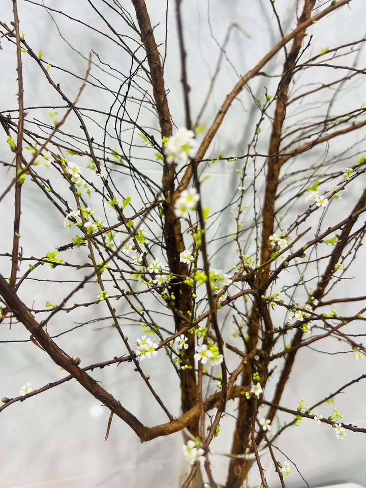 Đất nền Triều Khúc 166m² - Chính chủ bán, giá tốt cho nhà đầu tư!