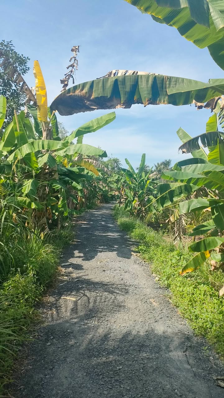 Đất nền biệt thự Tân Hạnh Vĩnh Long 688.5m² giá 5 triệu/m² - Cơ hội đầu tư hấp dẫn!