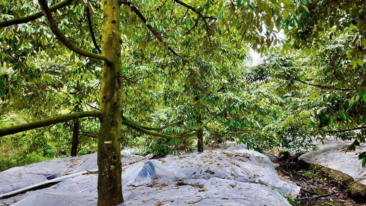 Đất vườn 2460m² tại Chánh An, Mang Thít - Giá chỉ 1.796 tỷ, sẵn sàng đầu tư!