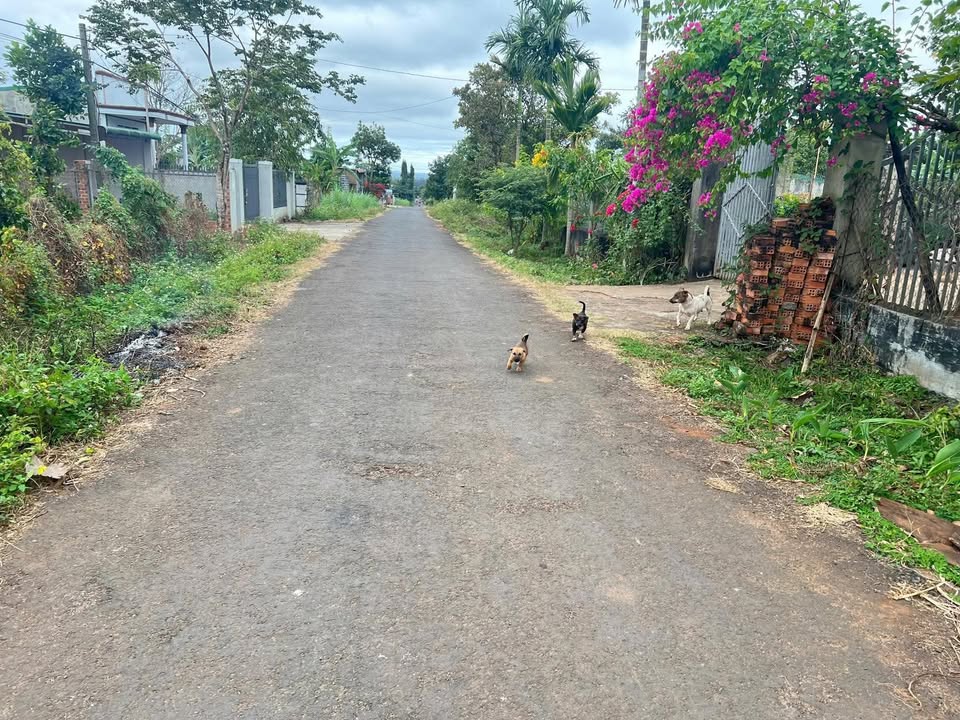 Bán lô đất mặt tiền đường Nhựa Số 1 – Thôn 8 Cư ÊBur 300m² giá 1.05 tỷ - Vị trí đẹp, kinh doanh thuận lợi!