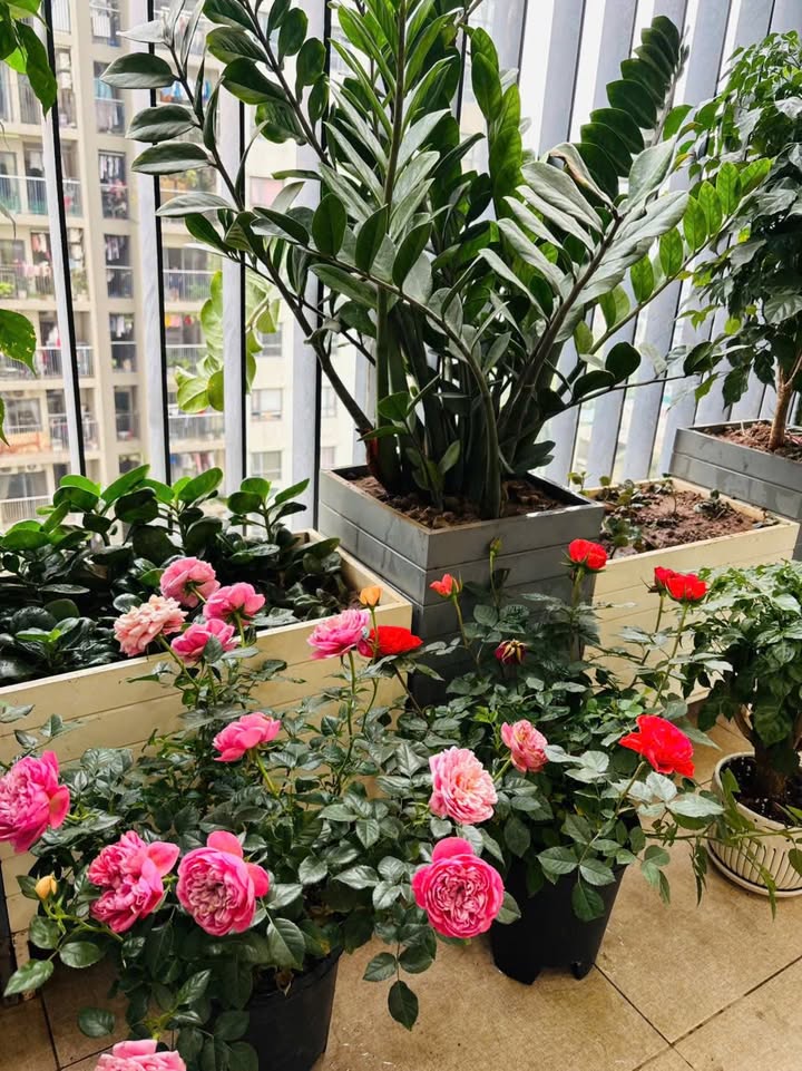 Căn hộ chung cư Báo Nhân Dân Xuân Phương 95.6m² giá thỏa thuận - Căn góc đẹp, 3 ban công